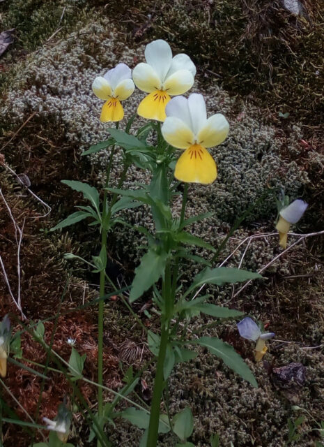 Jarní bylinky - violka