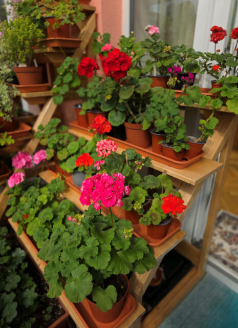 Specializovaná základní organizace Pelargonie Loděnice