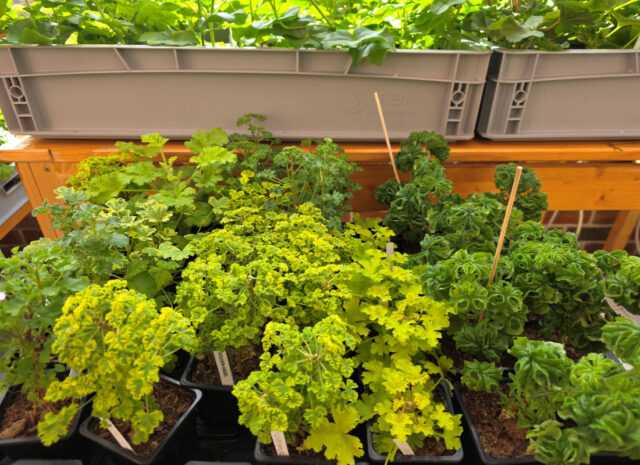 Specializovaná základní organizace Pelargonie Loděnice