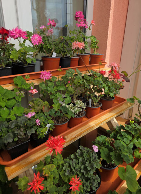 Specializovaná základní organizace Pelargonie Loděnice
