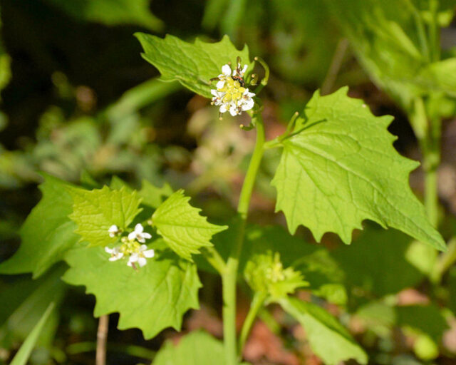 Jarní bylinky - česnáček