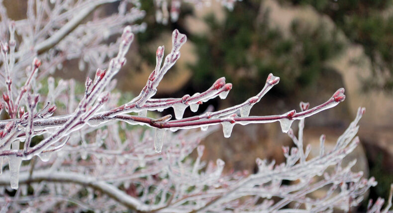 Ochrana stromů před mrazem