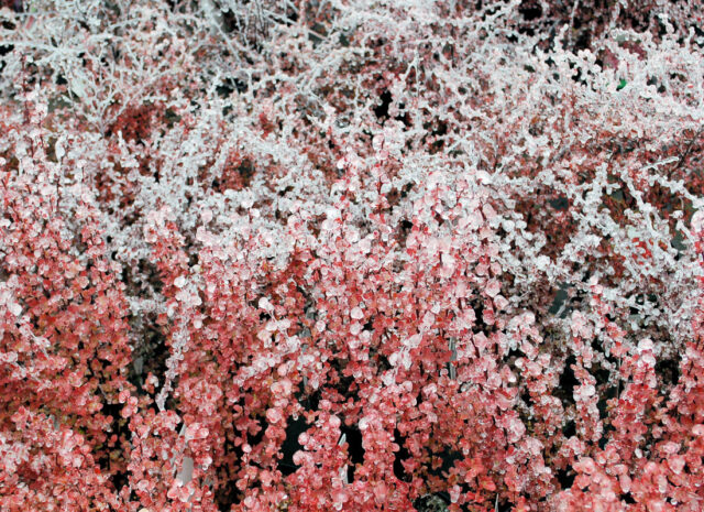 Ochrana stromů před mrazem