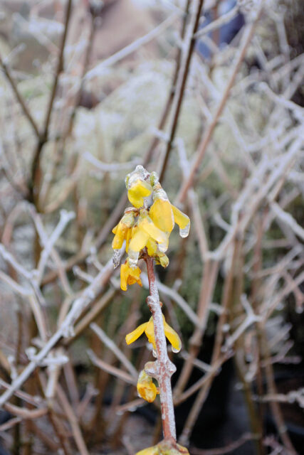 Ochrana stromů před mrazem