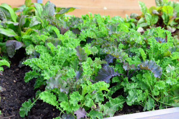 Jarní výsev zeleniny