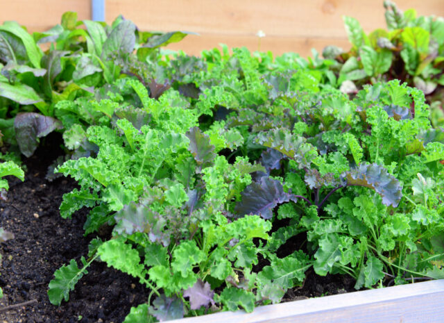 Jarní výsev zeleniny