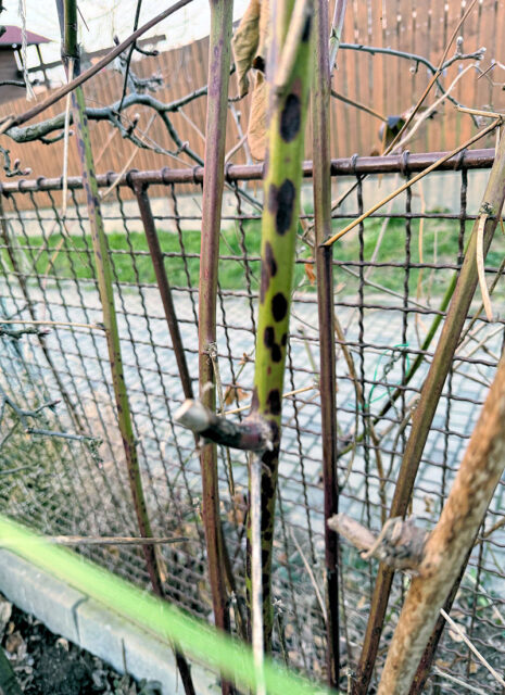 didymelové odumírání maliníku