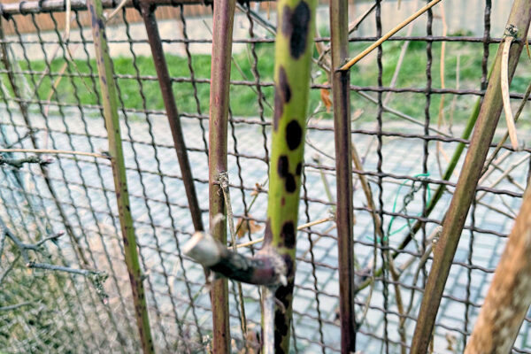 didymelové odumírání maliníku