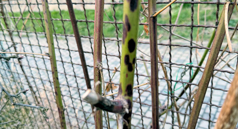 didymelové odumírání maliníku