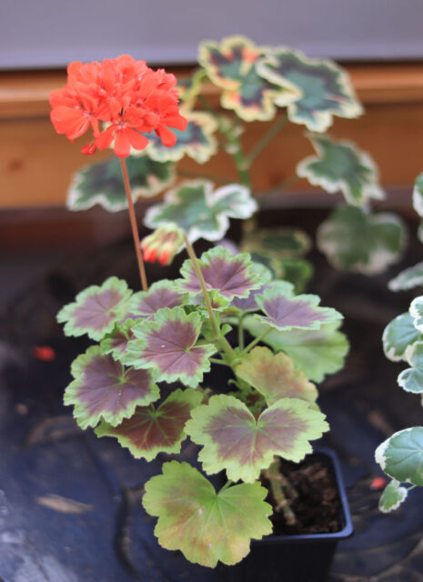 Specializovaná základní organizace Pelargonie Loděnice