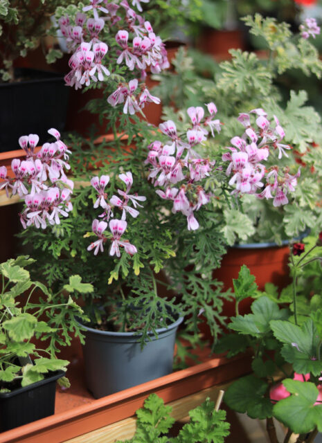 Specializovaná základní organizace Pelargonie Loděnice