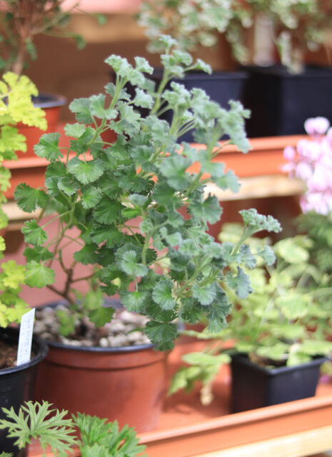 Specializovaná základní organizace Pelargonie Loděnice