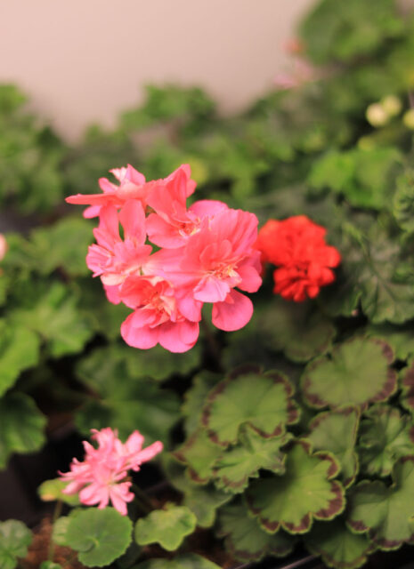 Specializovaná základní organizace Pelargonie Loděnice
