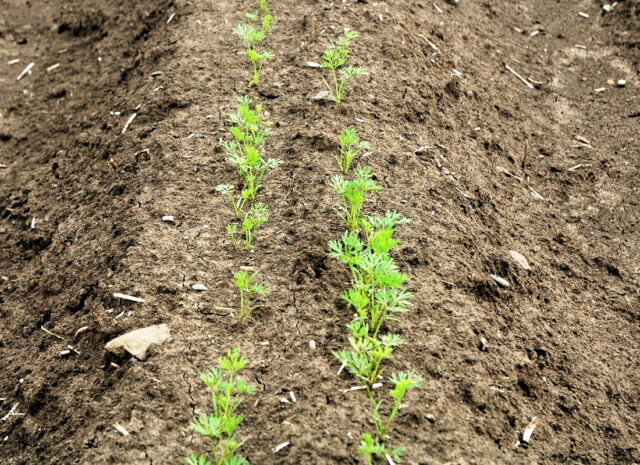 Jarní výsev zeleniny - mrkev hrůbek