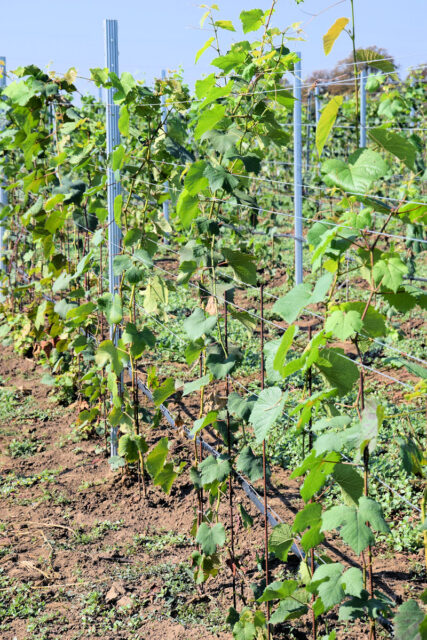 Sazenice révy po výsadbě