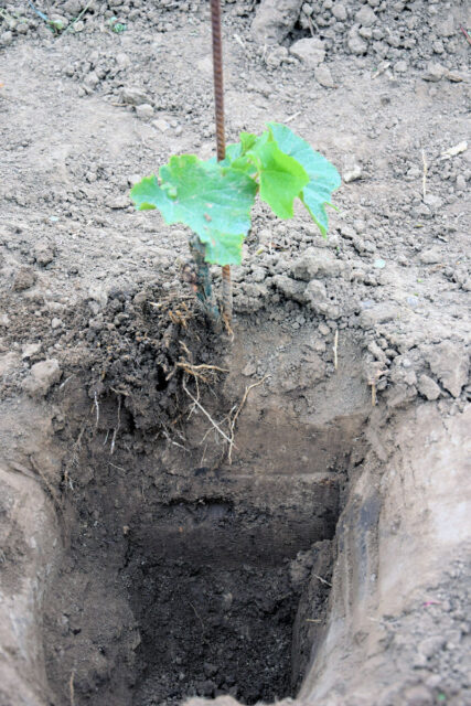 Utužená půda révě neprospívá