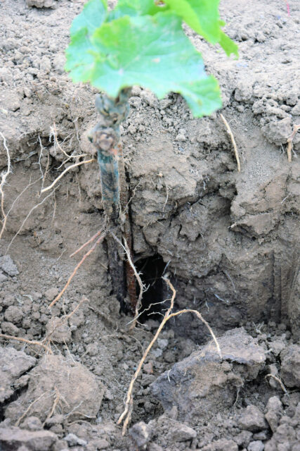 Kořeny špatně zahrnuté