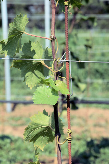 Kvalitní letorost révy