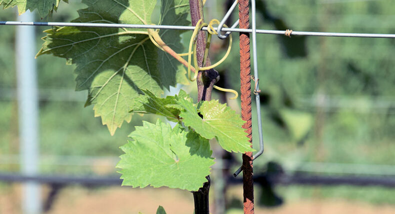 Kvalitní letorost révy