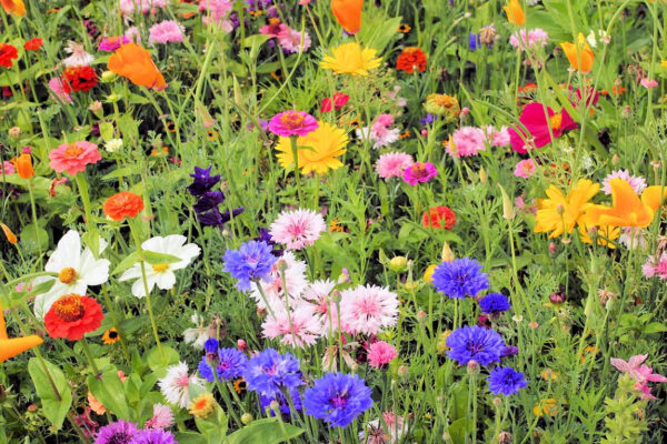 Letničkové směsi z přímého výsevu