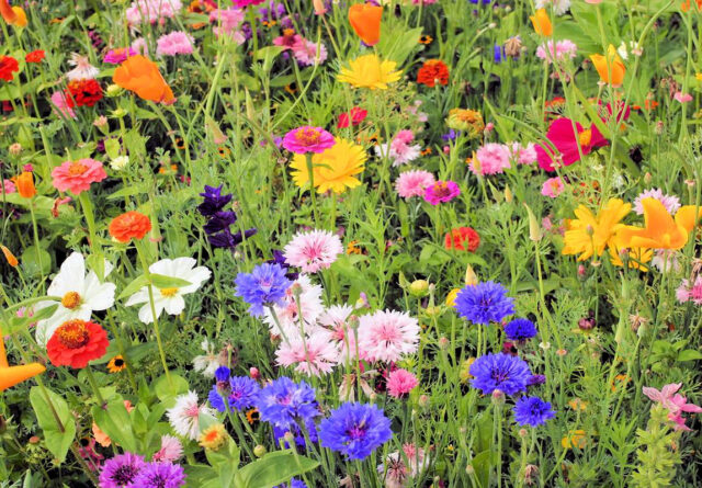 Letničkové směsi z přímého výsevu