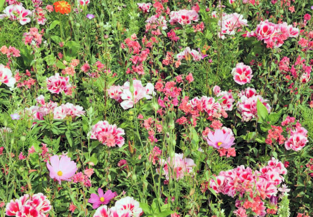 Letničkové směsi z přímého výsevu