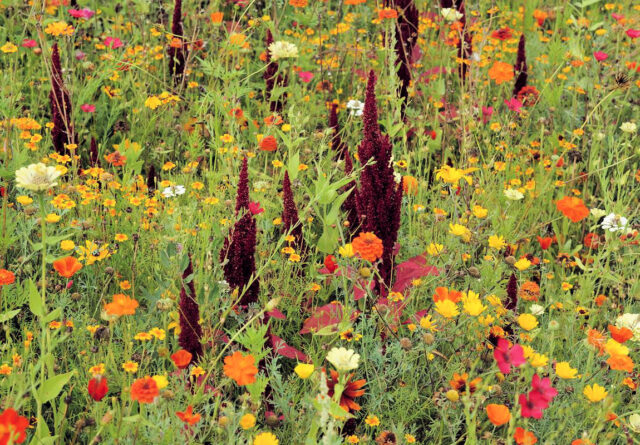 Letničkové směsi z přímého výsevu