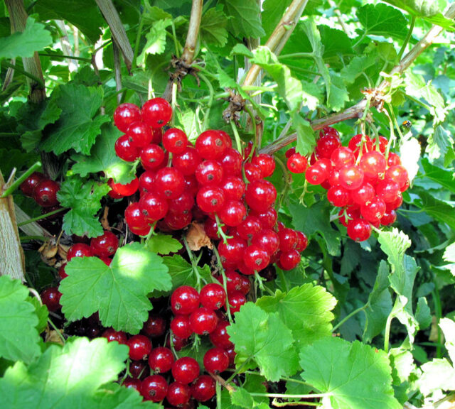 Odrůda rybízu - Jesan