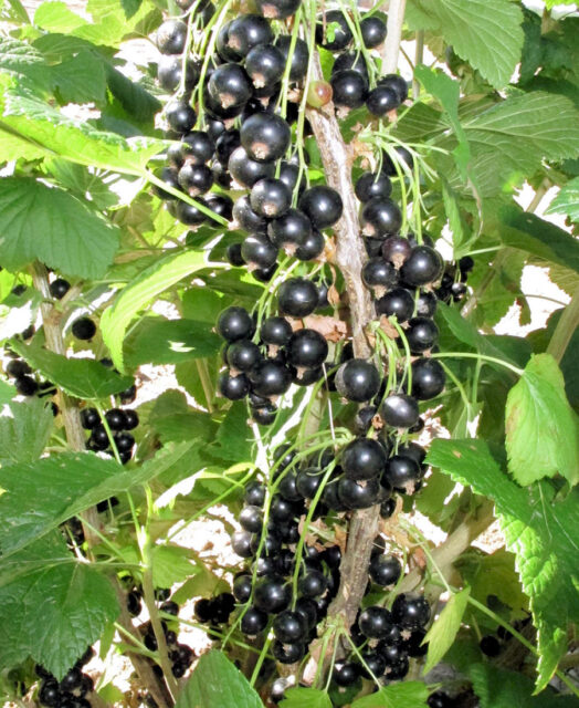 Odrůda rybízu - Lota