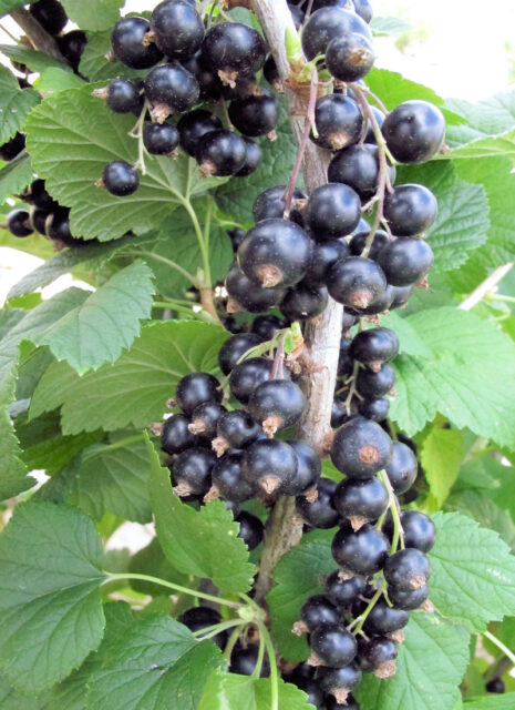 Odrůda rybízu - Tina