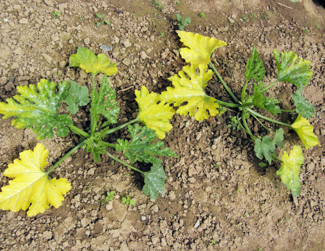Rady pro zahrádkáře - žloutnoucí cuketa