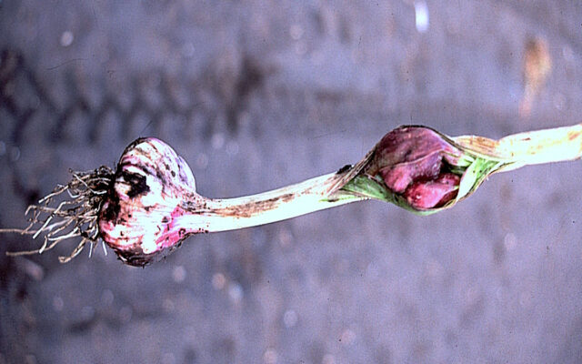 Rady pro zahrádkáře - divný česnek