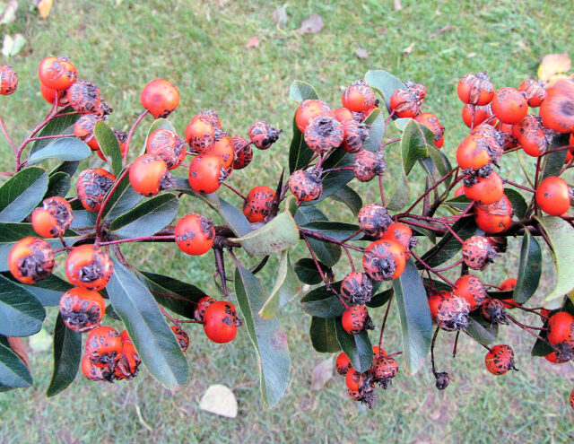 Rady pro zahrádkáře - strupovitost hlohyně