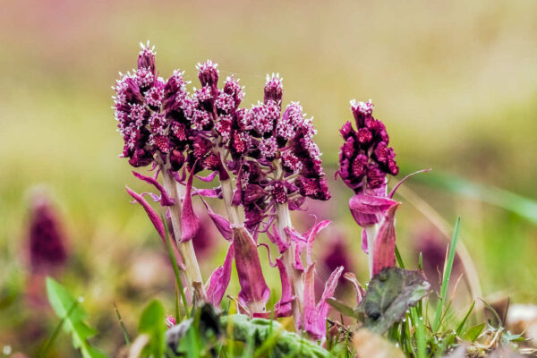 Jarní bylinky - devětsil