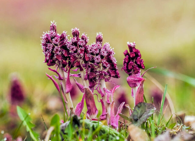 Jarní bylinky - devětsil