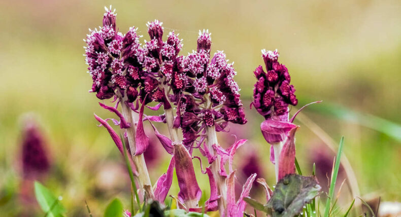 Jarní bylinky - devětsil