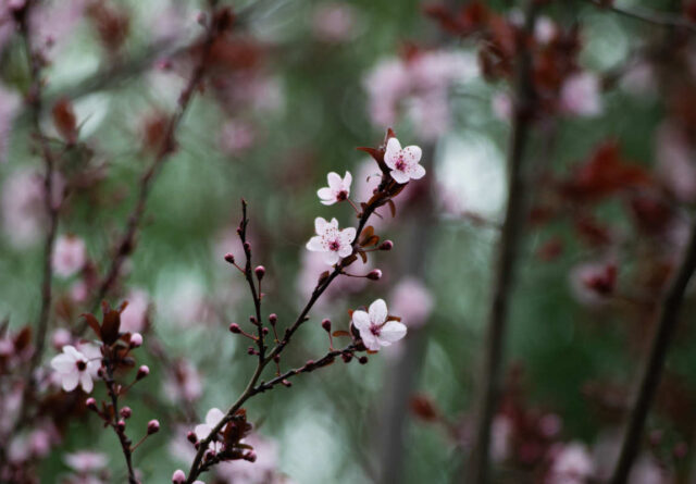 Prunus nigra