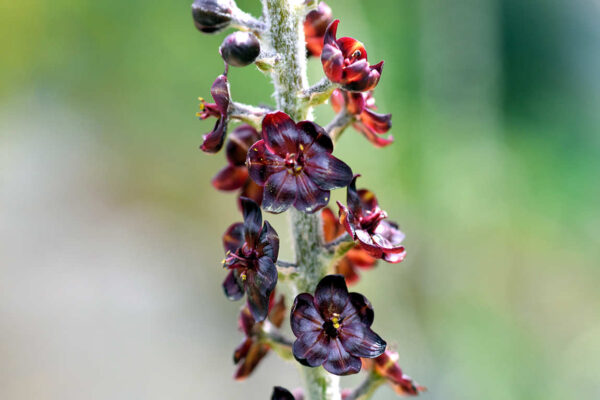 Černé rostliny - Kýchavice černá