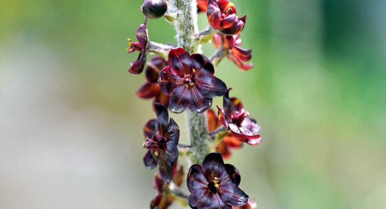 Černé rostliny - Kýchavice černá
