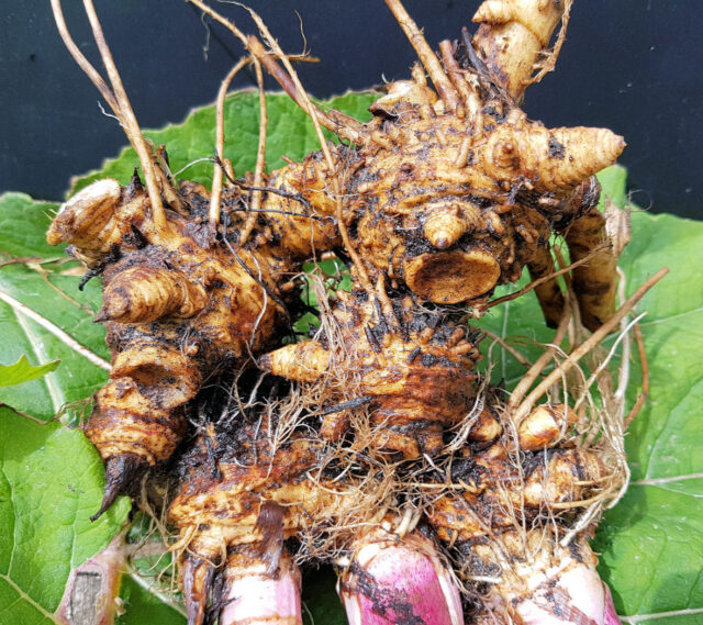 Jarní bylinky - devětsil kořen