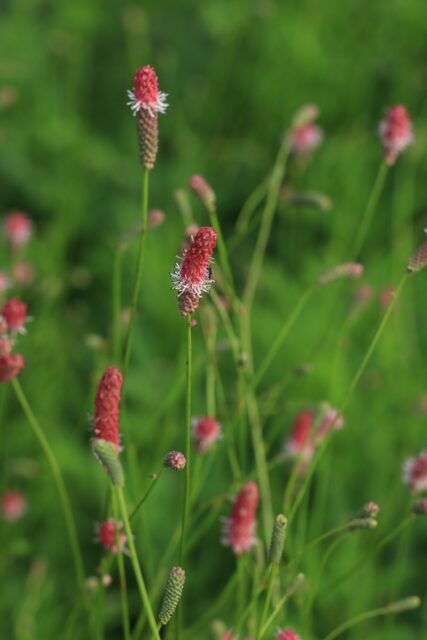 Krvavec odrůda ´Pink Tanna´