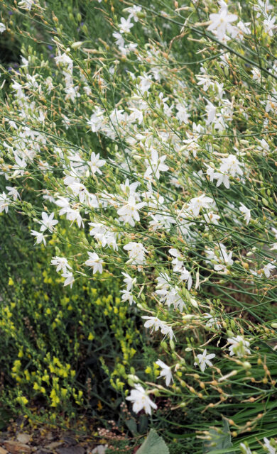 Trvalky odolné suchu - Anthericum ramosum
