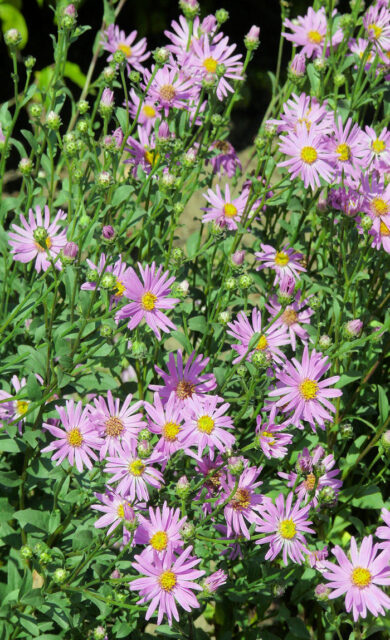 Trvalky odolné suchu - aster amellus