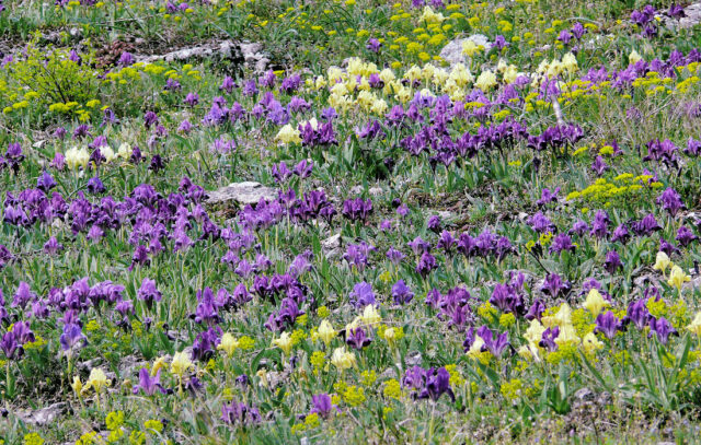 Trvalky odolné suchu - iris pumila