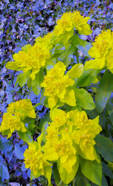 Trvalky odolné suchu - euphorbia