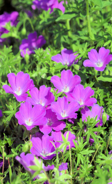 Trvalky odolné suchu - geranium