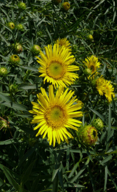 Trvalky odolné suchu - Inula ensifolia