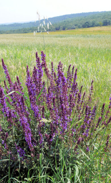 Trvalky odolné suchu - Salvia nemerosa