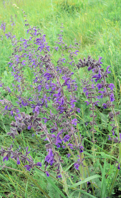 Trvalky odolné suchu - Salvia pratensis