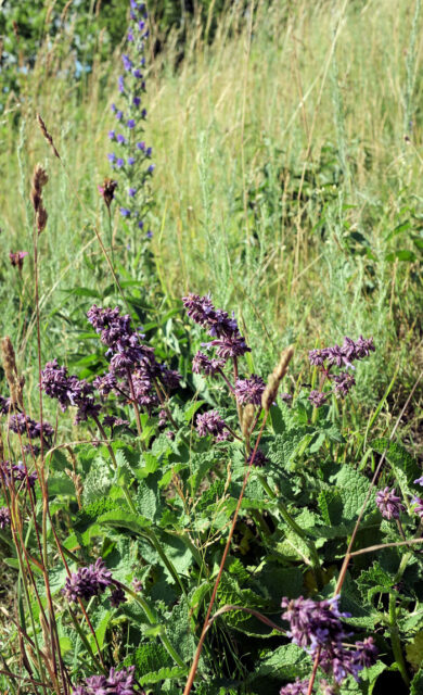 Trvalky odolné suchu - Salvia verticillata